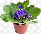 高清摄影绿色草本植物紫色花朵盆栽