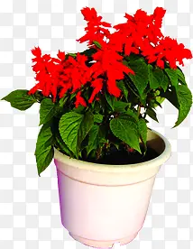 红色花朵盆栽植物