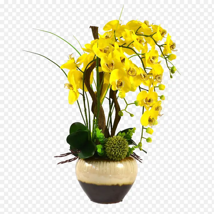 盆栽黄色花朵