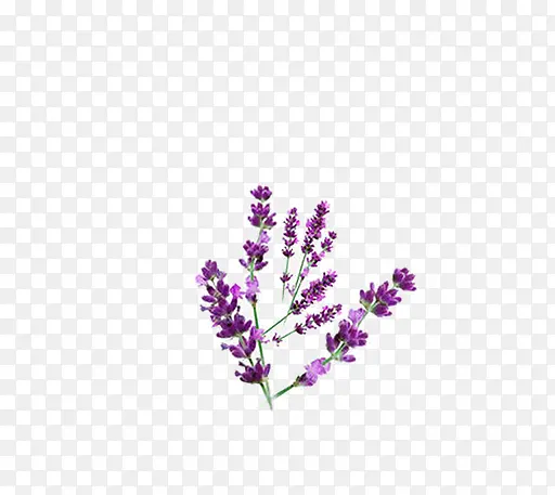 紫色小清新薰衣草PNG图片素材下载_图片编号yzoprxjo-免抠素材网