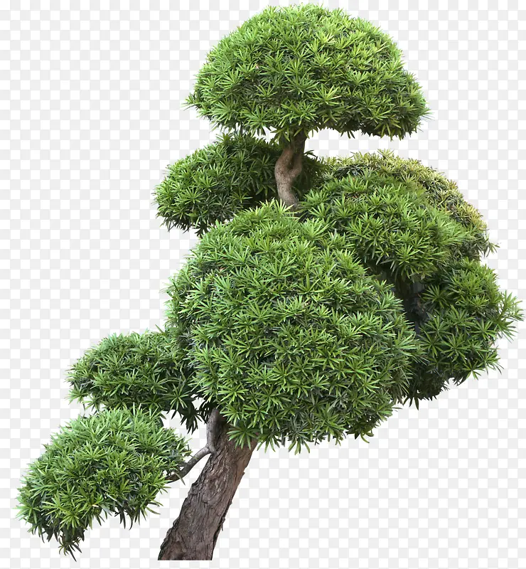 绿色松树盆栽