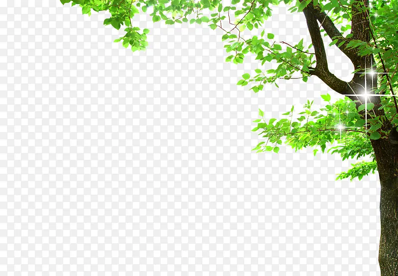 绿色植物大树