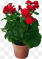 高清红色玫瑰花盆栽