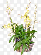 摄影绿色植物黄色花卉盆栽