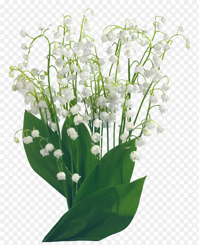 盆栽白色花朵绿色叶子