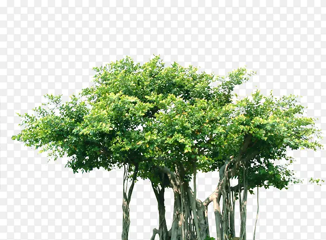 人工绿化树