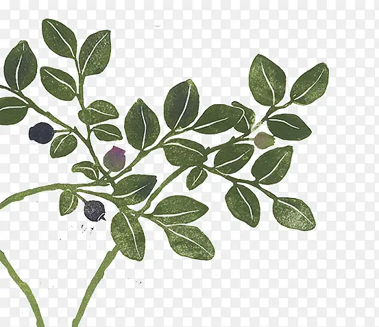 手绘植物素材PNG图片素材下载_图片编号yarambeb-免抠素材网