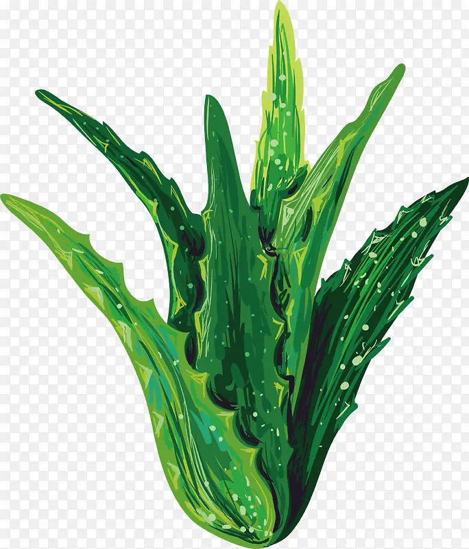矢量芦荟