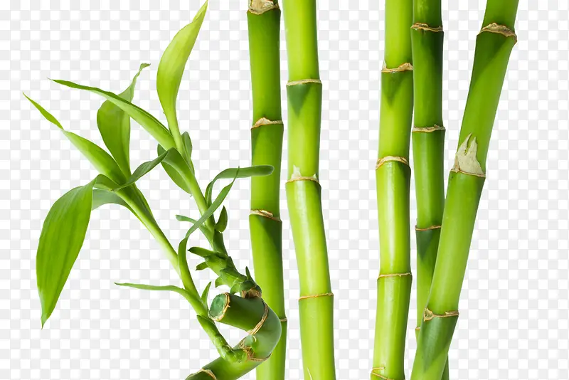绿色的竹节