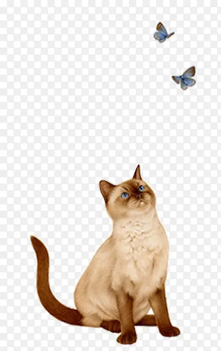 猫咪看蝴蝶