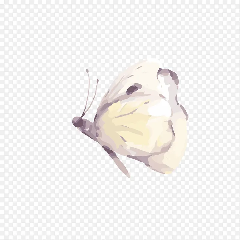 白色蝴蝶