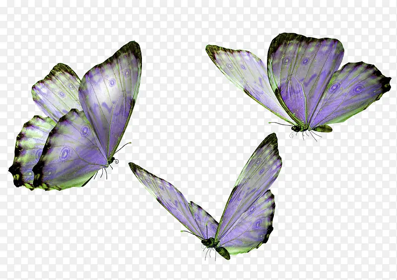紫色清新蝴蝶装饰图案