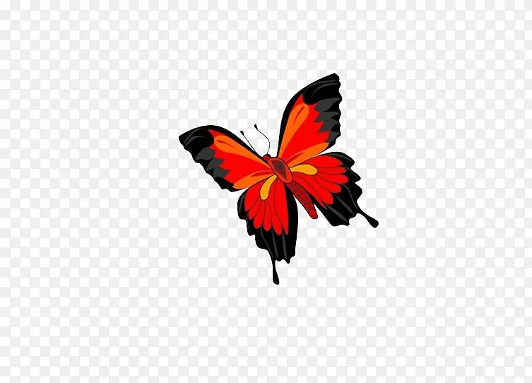 红橙色蝴蝶