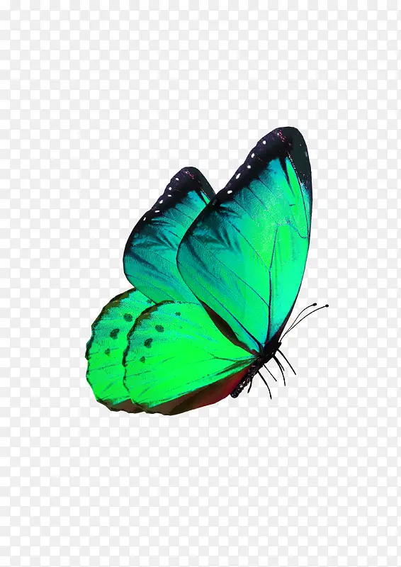 绿色蝴蝶装饰图案