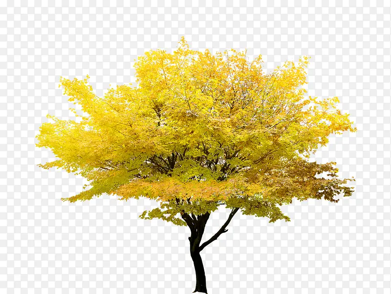 黄色树