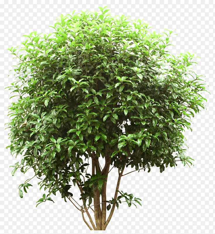 绿树