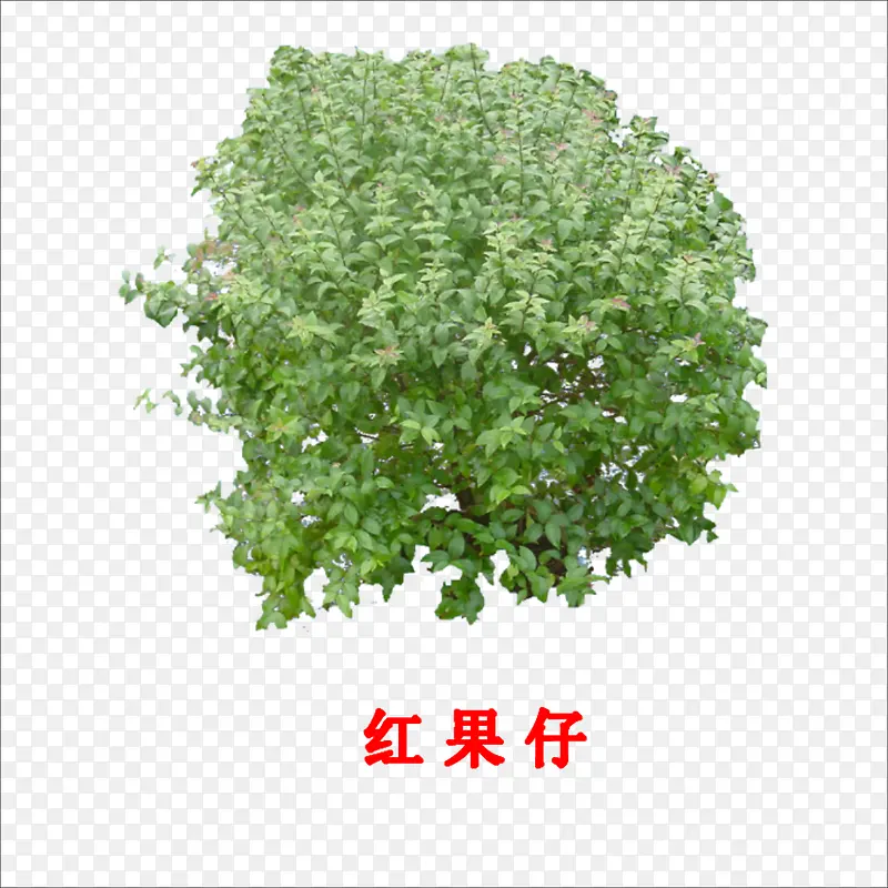 红果仔