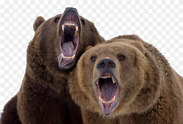 两只灰熊