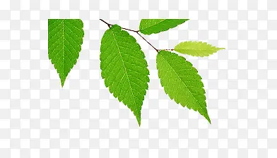 卡通清新树叶PNG图片素材下载_图片编号qdoldrxd-免抠素材网
