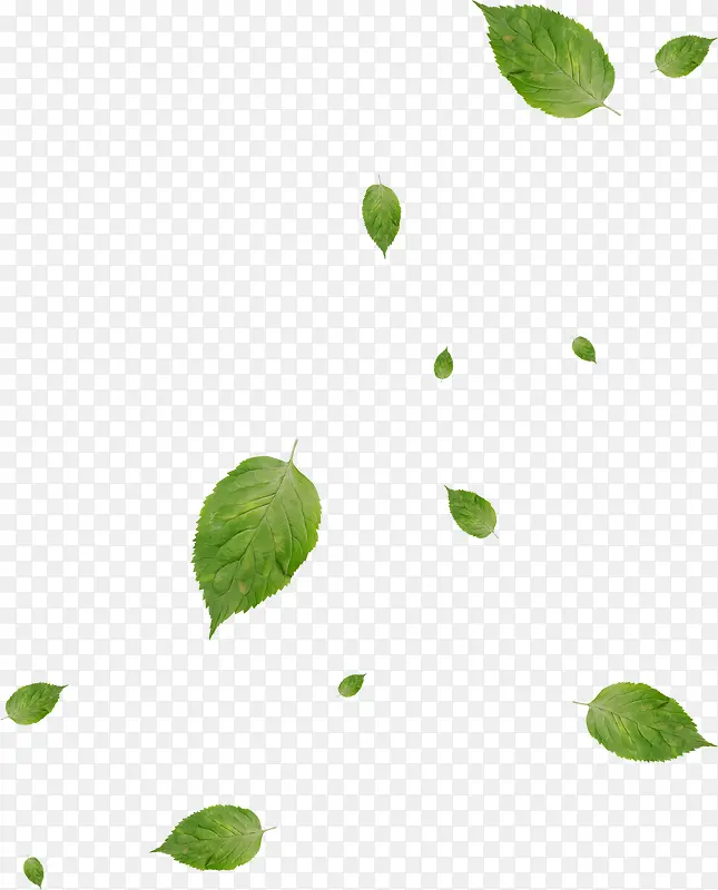 漂浮绿色树叶