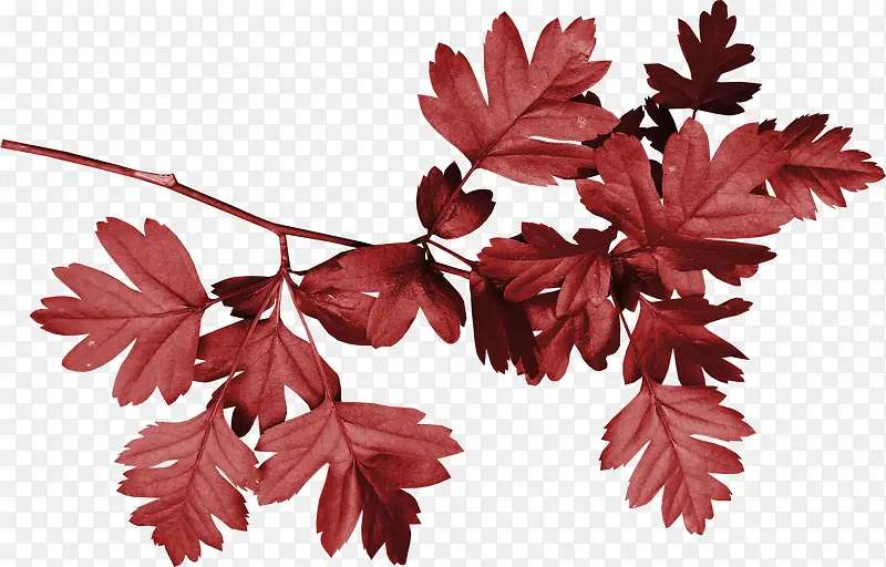 红色漂亮枝叶