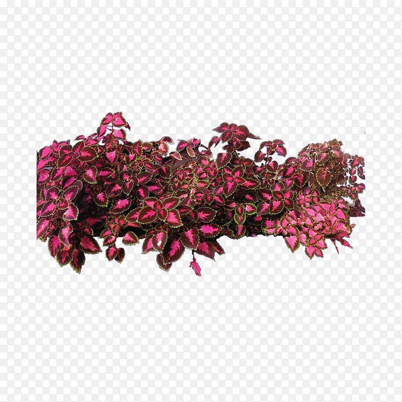 植物 树 森林 树叶