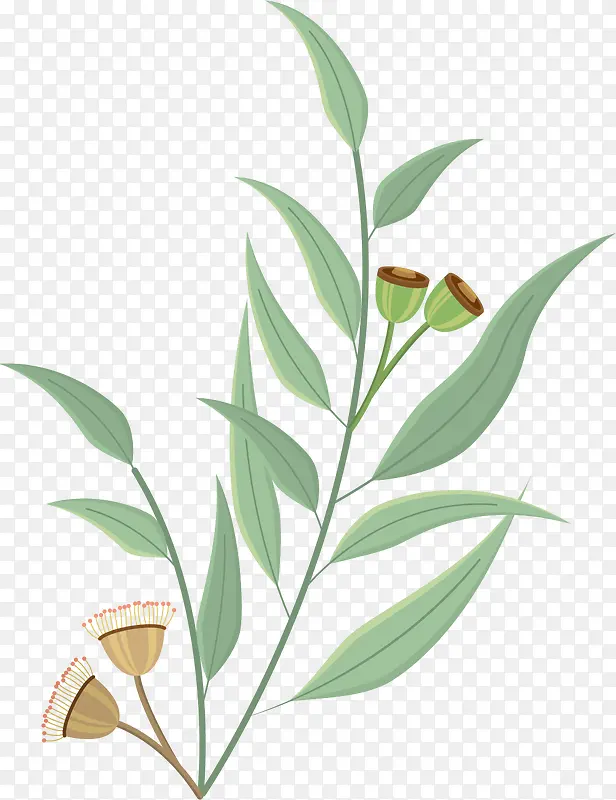 花朵矢量卡通桉树叶