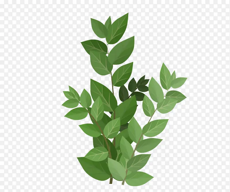 绿色叶子植物