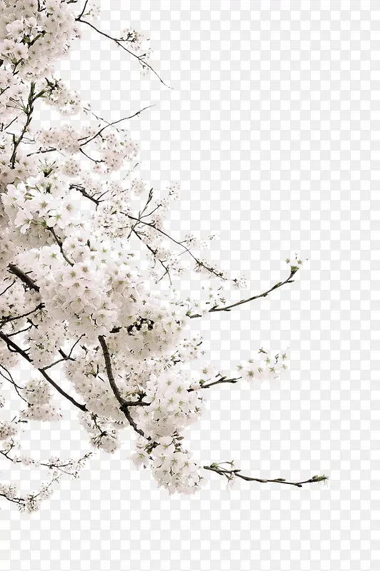白色清新花枝装饰图案