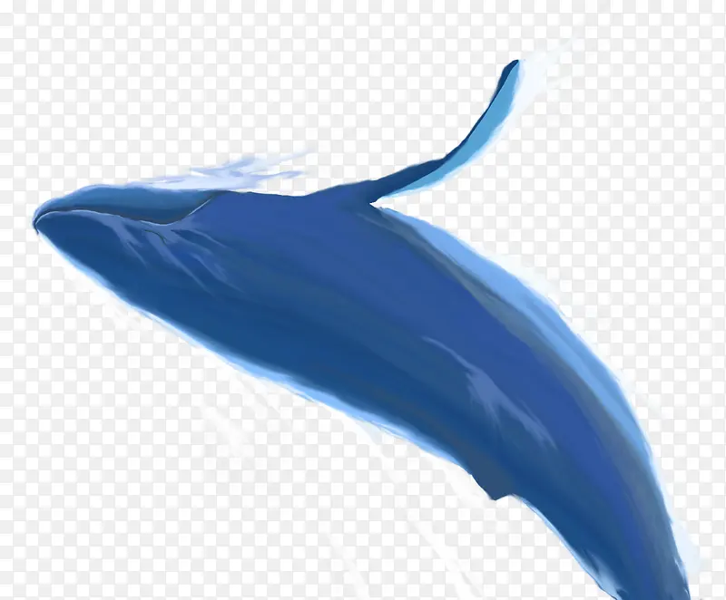 手绘鲸鱼PNG