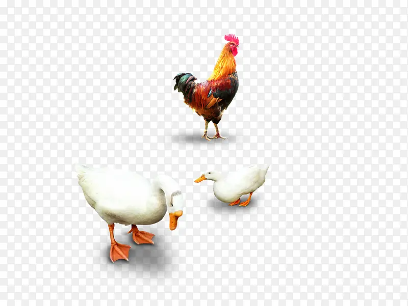 鸡和鸭子