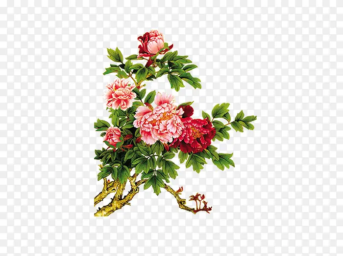 花卉