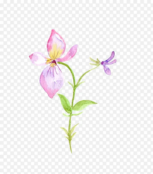 水彩花卉