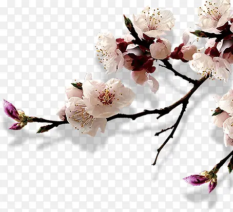 梅花