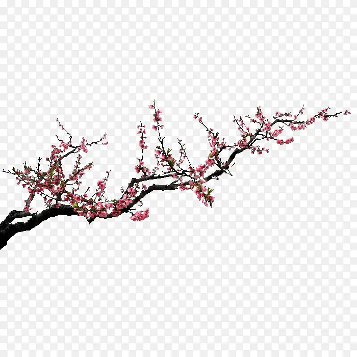梅花