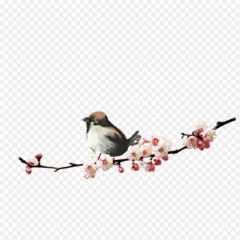 小鸟