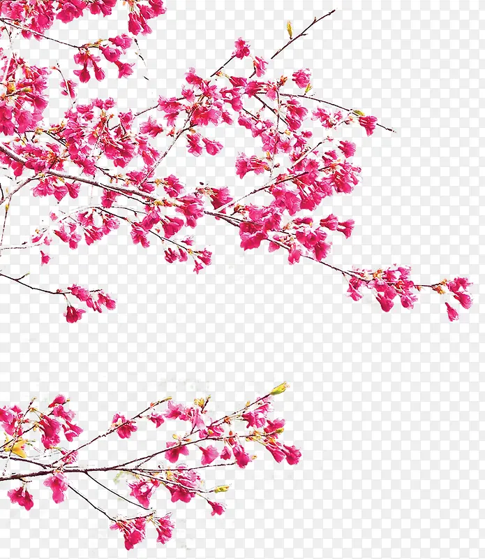 海报红色树枝花朵梅花效果