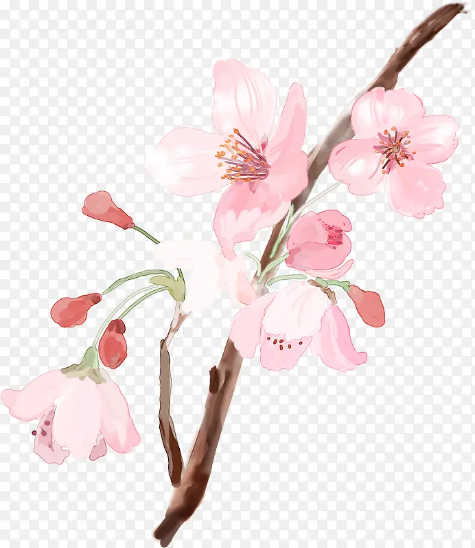 粉色水彩开放梅花