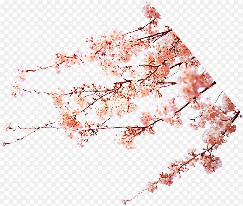 梅花