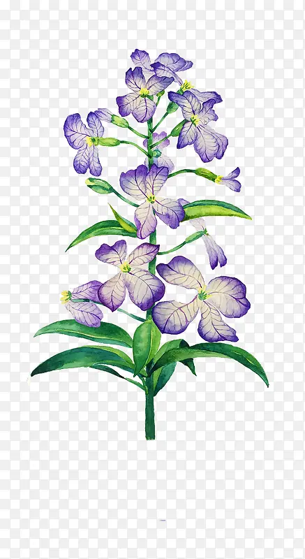 唯美手绘鲜花
