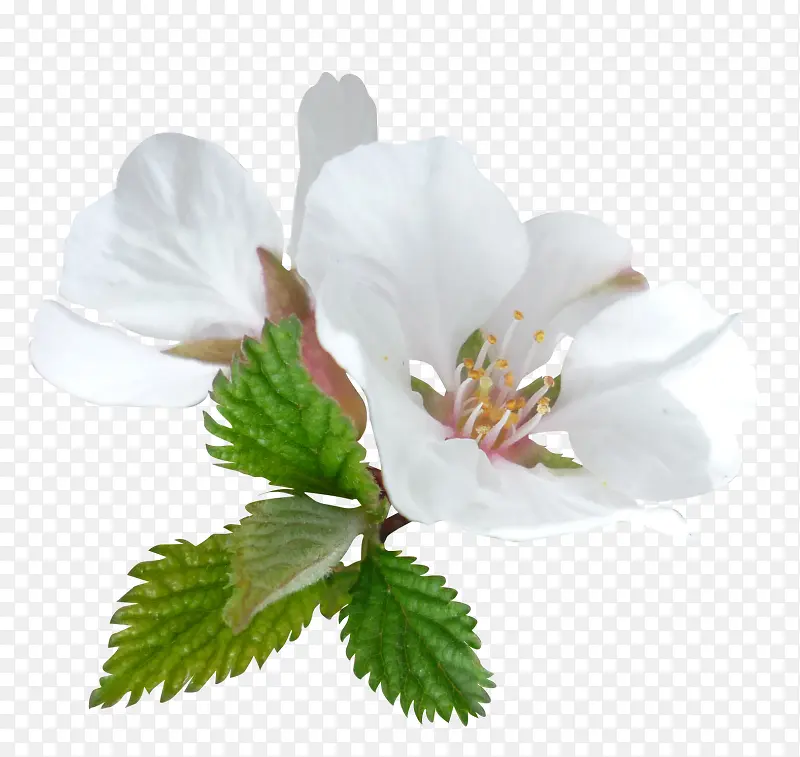 花卉标签花草线描