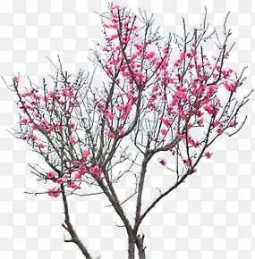 粉色手绘梅花大树