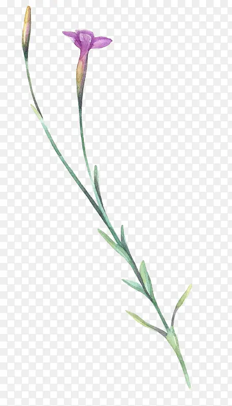 手绘细长花草花卉