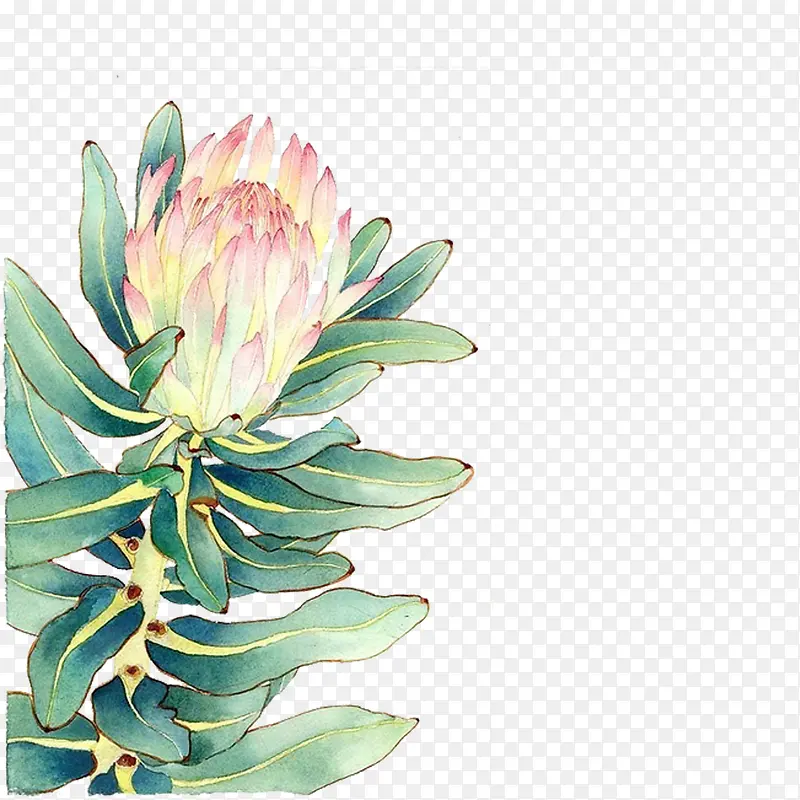 花卉手绘