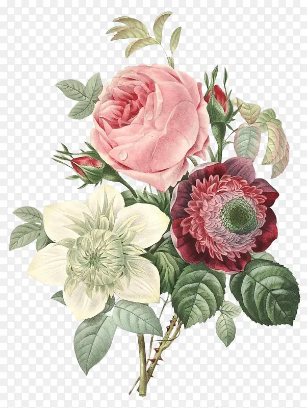 高清老式手绘鲜花花卉素材18