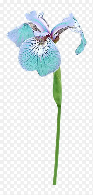 花卉