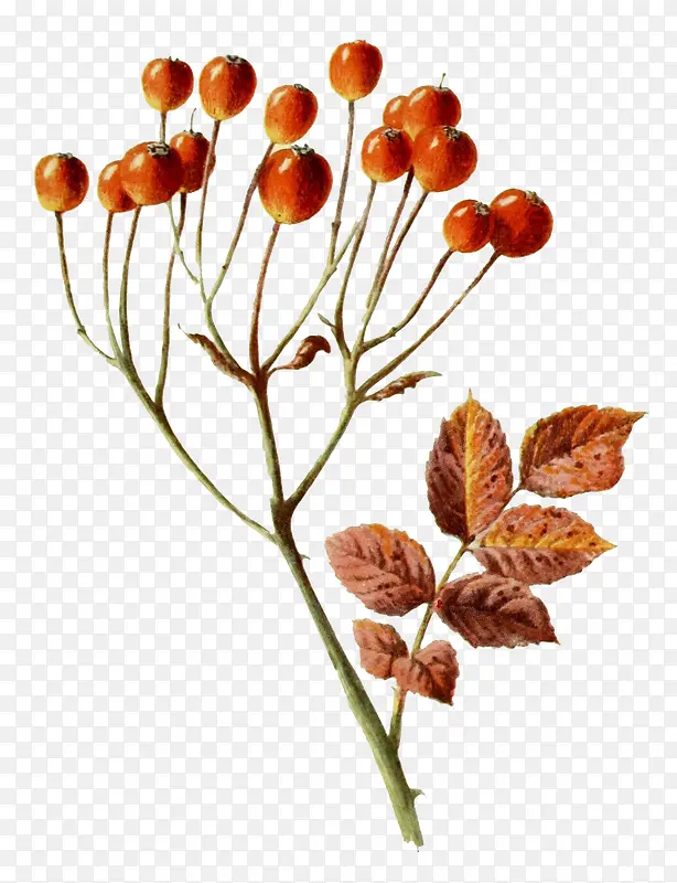 花草