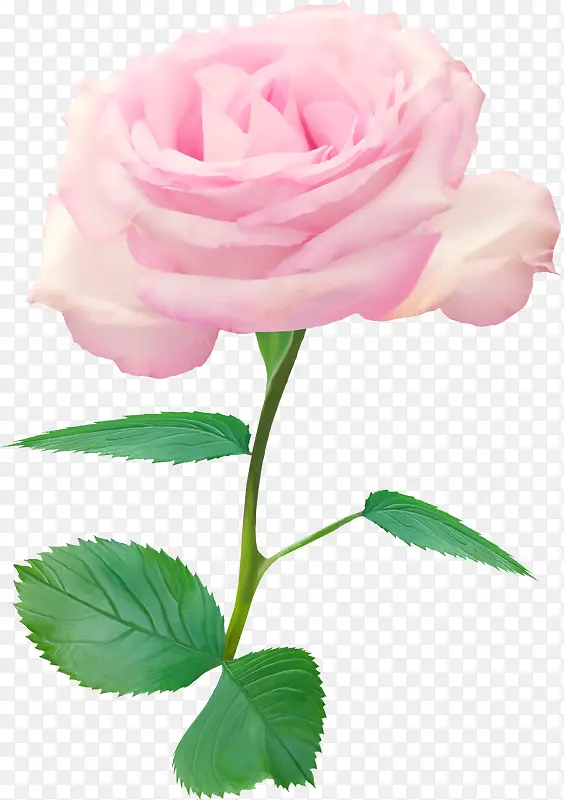 花卉