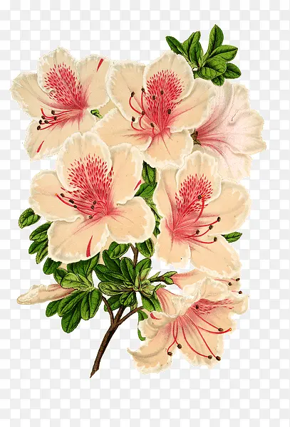 花卉