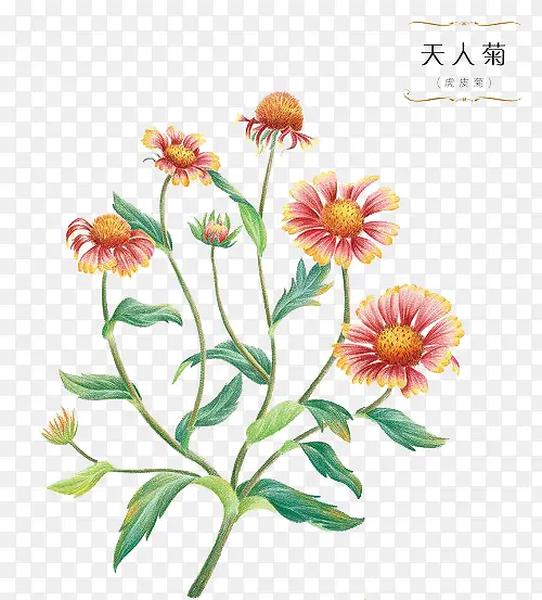 手绘花卉